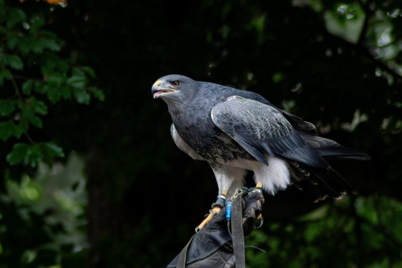 Cabretta Leather Golf Gloves: Stunning Grip for Best Performance