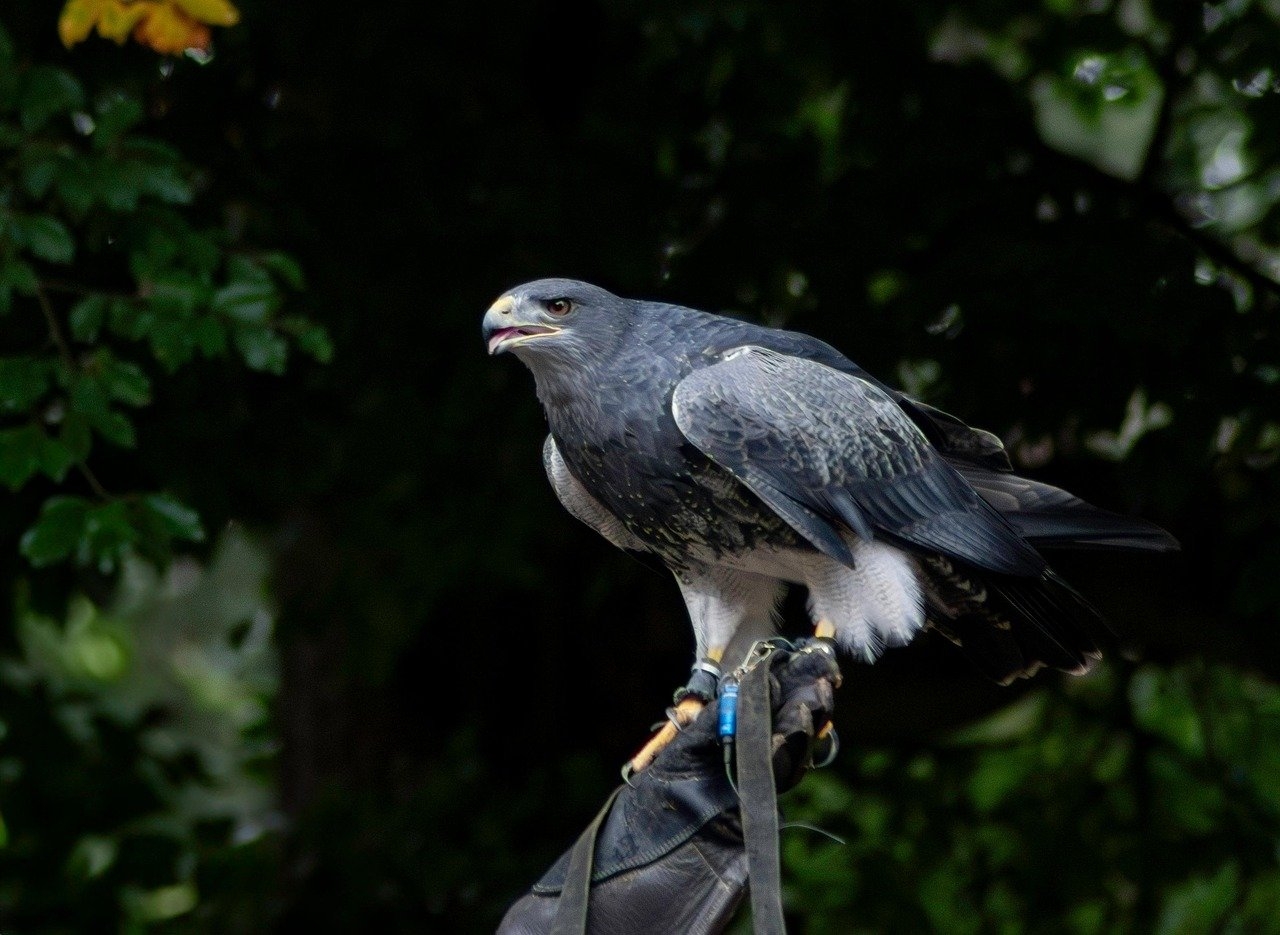Grip, Feel, and Durability: Cabretta Leather Golf Gloves...