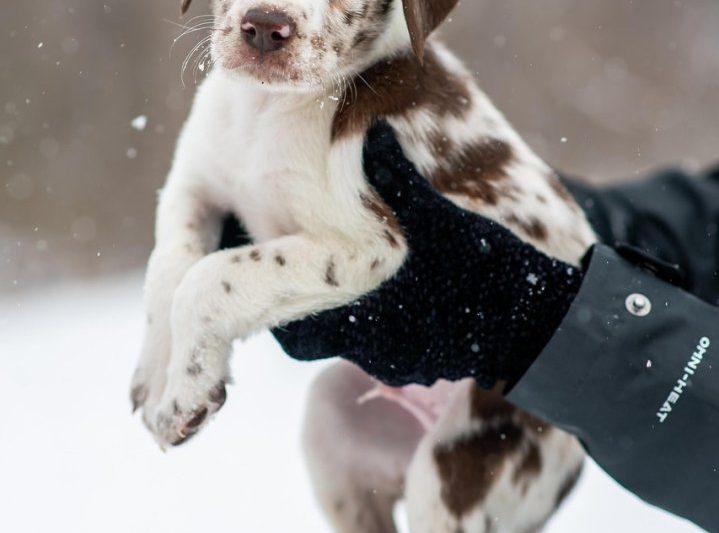 The Ultimate Guide to Kirkland Signature Cabretta Golf…